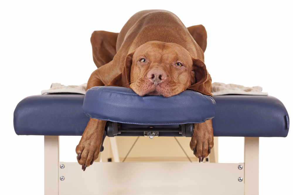 dog getting physical therapy